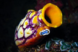 Nudibranch(Chromodoris annae) on a golden sea squirt (Pol... by Michael Henke 